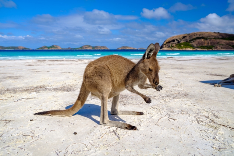Kangaroo on the beach at Lucky Bay, Cape Le Grand National Park, Western Australia © Tourism Western Australia Kangaroo on the beach at Lucky Bay, Cape Le Grand National Park, Western Australia © Tourism Western Australia