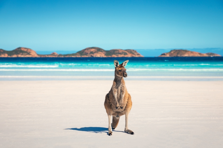Kangaroo at Lucky Bay, Western Australia (c) Tourism Australia Kangaroo at Lucky Bay, Western Australia (c) Tourism Australia