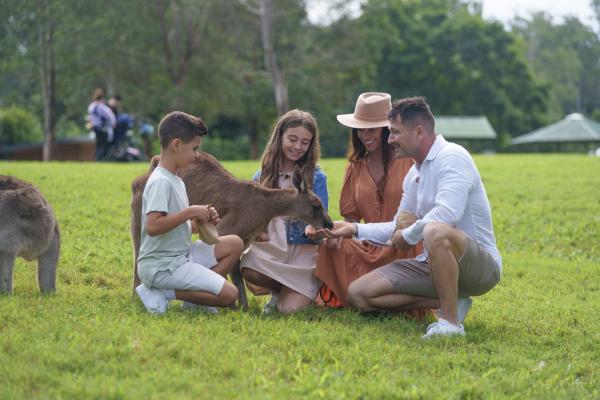 昆士兰州，龙柏考拉保育园 ©️ 澳大利亚旅游局版权所有